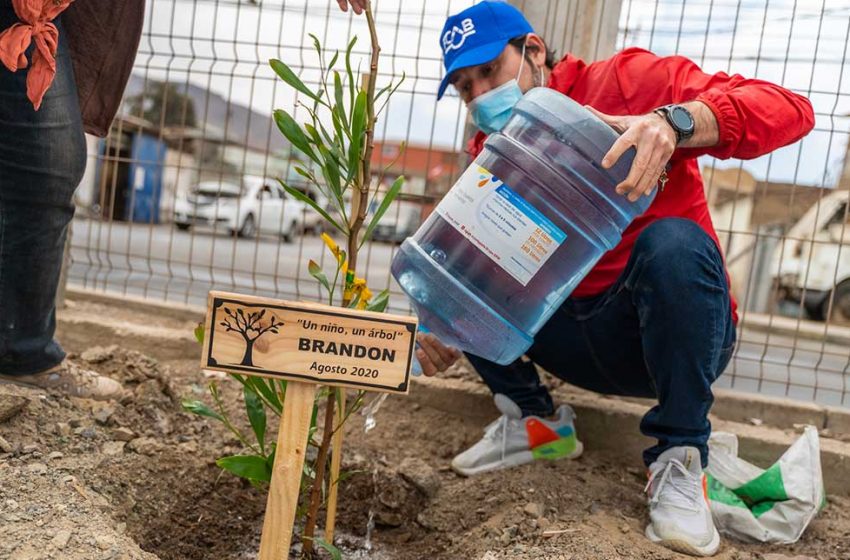  Continúa exitosa campaña “Un niño, un árbol” en Antofagasta”