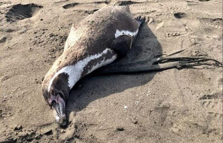  Aumentan varamientos de pingüinos en Antofagasta durante junio