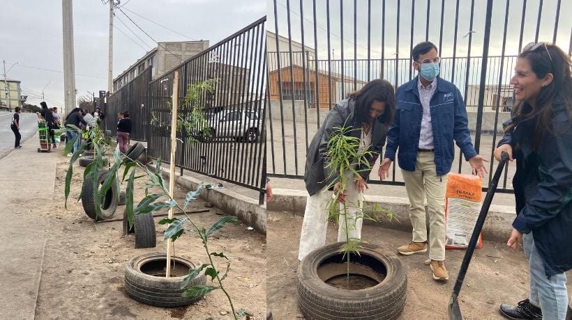  Plantación de árboles transforma la Feria Pantaleón Cortés en Antofagasta