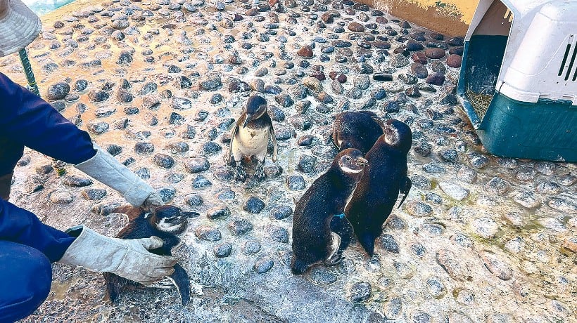  Pingüinos magallánicos varados en Antofagasta: 38 ejemplares rescatados por el Centro de Rehabilitación de Fauna Silvestre