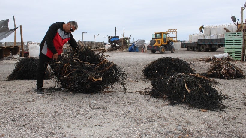  Algas marinas de Tocopilla inician exportación hacia China