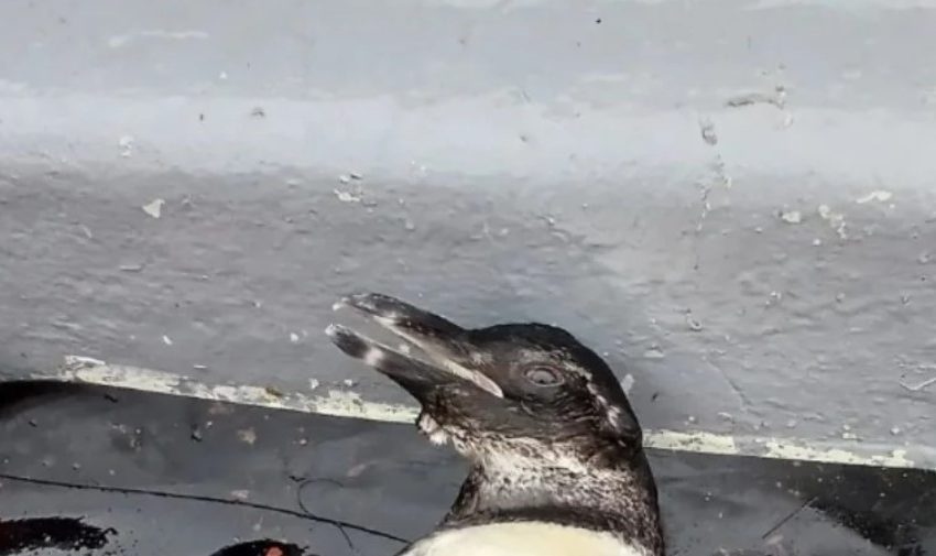  Alerta en Mejillones: Lobos marinos atacan a pingüinos de Humboldt