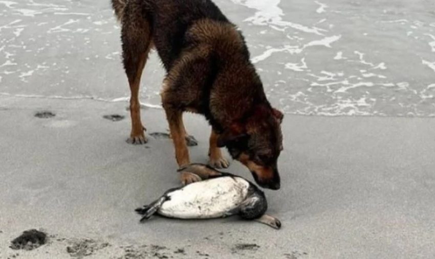  Pingüinos de Humboldt en peligro por ataques de perros en Mejillones