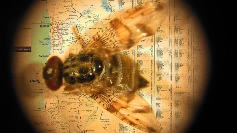  Detectan ejemplares de mosca de la fruta en Arica, Iquique, Calama y Antofagasta