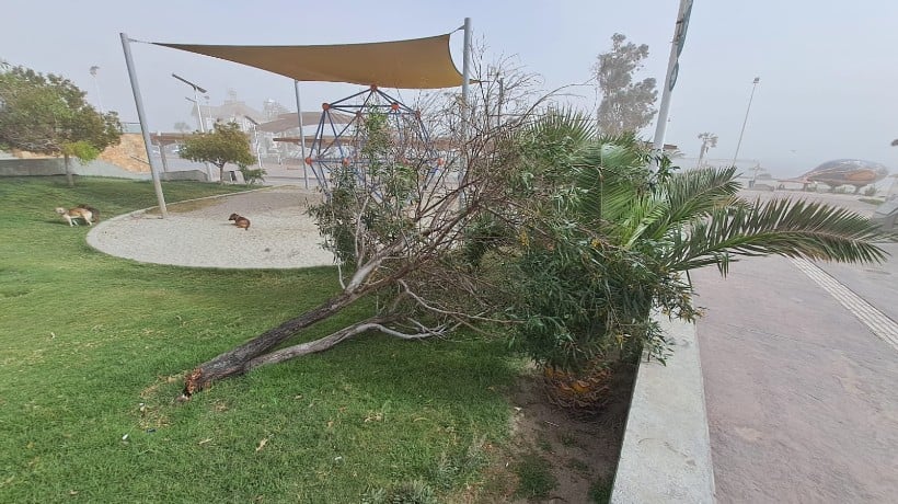  Tormenta de arena en Mejillones provoca caída de dos árboles y letreros