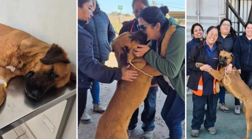  ¡Amadeus encuentra un hogar!: Perrito lanzado desde un tercer piso en Antofagasta es adoptado