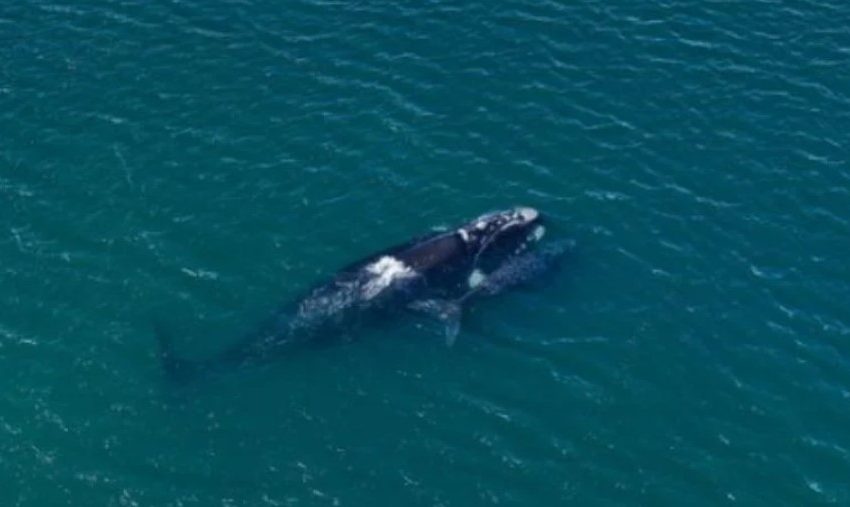  Incremento en avistamientos de ballena franca austral en Chile: Última observación en Mejillones