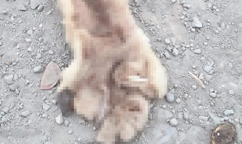  Macabro hallazgo: Encuentran piel de puma en mirador de Tocopilla