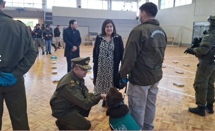  Carabineros del OS7 de Concepción incauta cerca de 250 kilos de droga oculta en búnker en Antofagasta