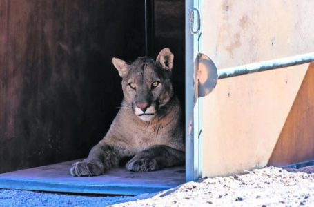 SAG captura puma en Socaire tras ataques a ganado en la provincia de El Loa