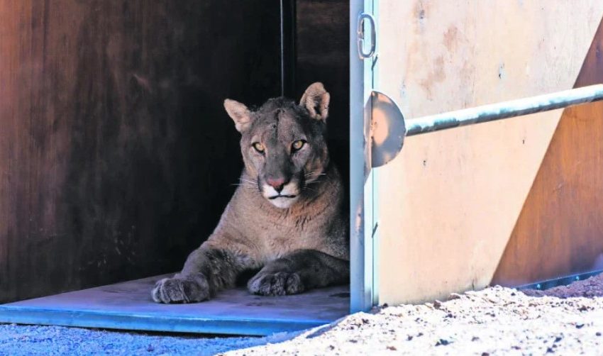  SAG captura puma en Socaire tras ataques a ganado en la provincia de El Loa