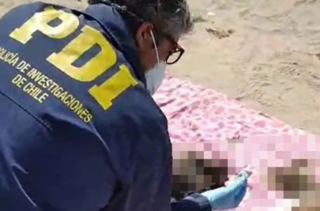 Investigan aparición de seis gatos muertos en sector de La Portada en Antofagasta