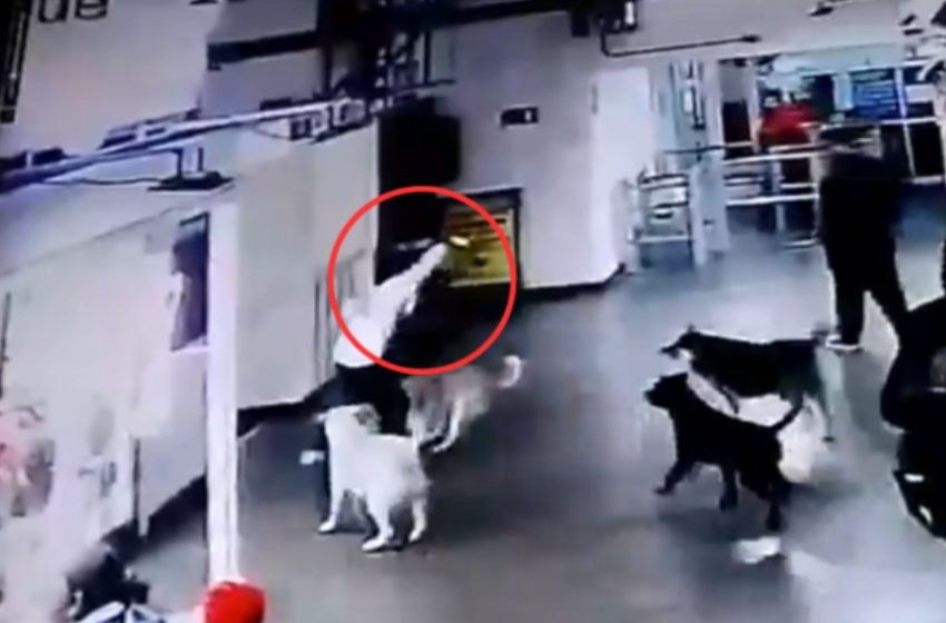  Sujeto ataca con cuchillo a perro en el Terminal de Antofagasta