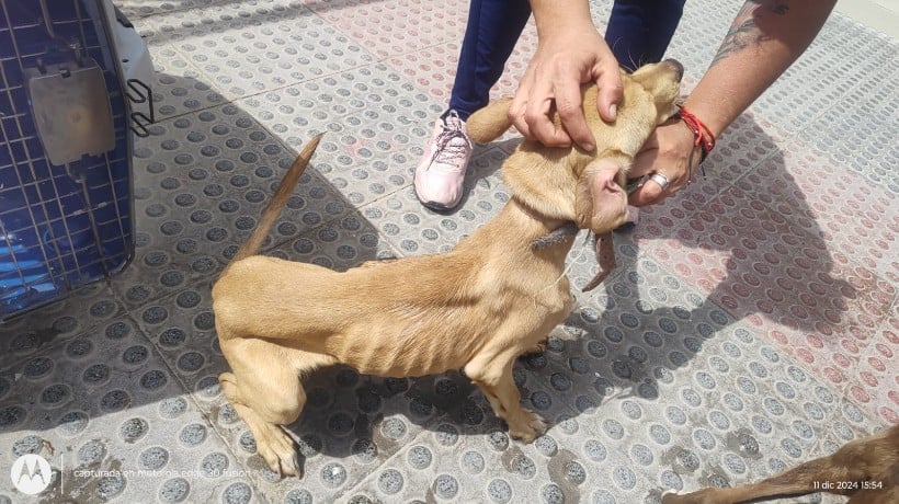  Rescatan a dos cachorros en Antofagasta en grave estado de salud: Mujer detenida por maltrato animal