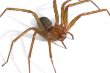 Alerta en Antofagasta por incremento de araña de rincón: Seremi de Salud entrega recomendaciones