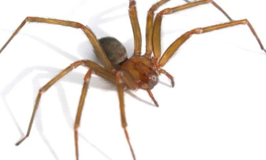  Alerta en Antofagasta por incremento de araña de rincón: Seremi de Salud entrega recomendaciones