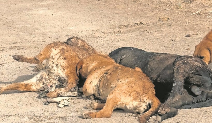  Matanza de perros en Calama: Fueron brutalmente agredidos con armas blancas