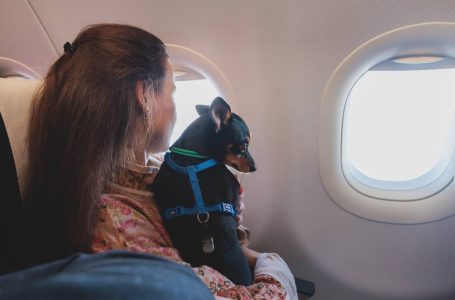 ¿Viajas con mascotas fuera de Chile? Conoce qué trámites debes realizar