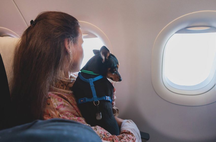  ¿Viajas con mascotas fuera de Chile? Conoce qué trámites debes realizar